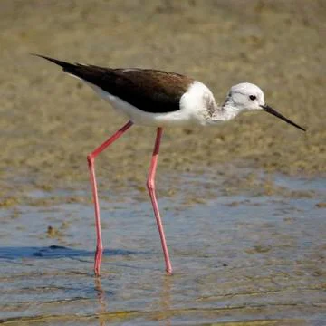 The Black-winged Sstilt Stock Photos