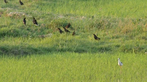 Black-winged stilt and group of crested myna 스톡 동영상 74101376