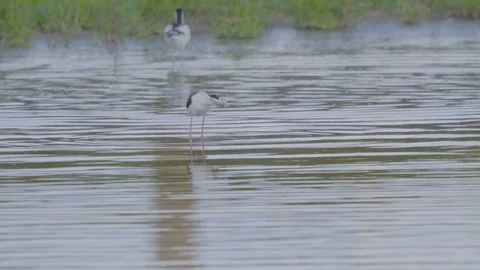 Black-winged Stilt Bathing in Shallow Water Stock Footage 315608674