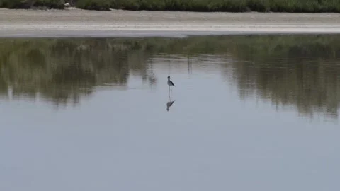 Black-Winged Stilt Bird B-Roll - Nature Footage Video stock 239734123