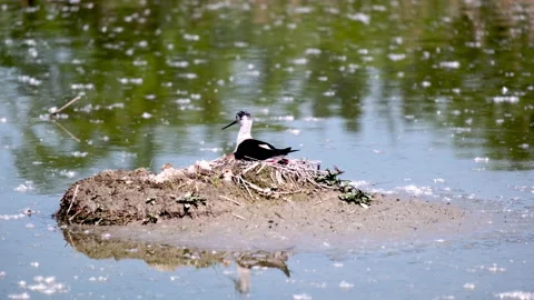 The black-winged stilt is a bird found in ponds and lake areas. Stock-Footage 196860935