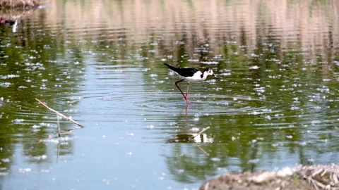 The black-winged stilt is a bird found in ponds and lake areas. Vídeos de archivo 196863122