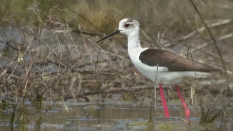 Black-winged stilt bird Himantopus himantopus standing in water in the lake. Stock Footage 154375041