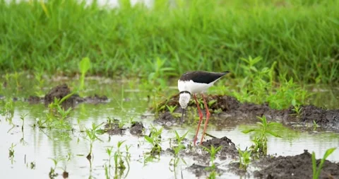 Black-winged stilt bird stand on shallow water. Stock Footage 269651245