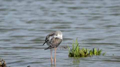 Black winged Stilt  bird standing in a lake Stock Footage 137566772