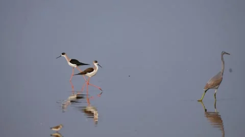 Black winged stilt bird walking in shallow water with reflection at Nadabet Stock Footage 336235721