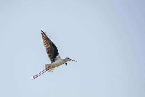 Black winged stilt captured while in flight Stock Photos