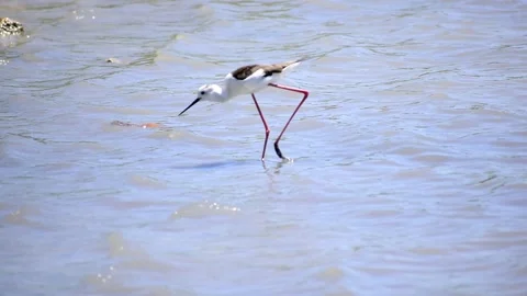 Black-winged stilt catching fish on shallow water at a pond in Spain 库存影片 130676527