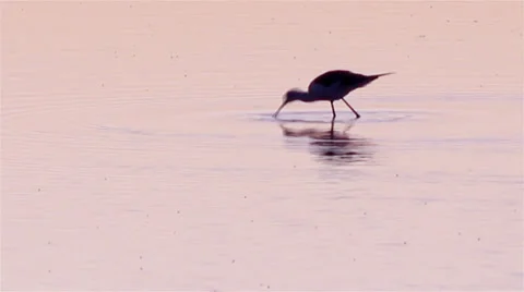 Black-winged Stilt, Common Stilt, (Himantopus himantopus) in Ria Formosa H Stock Footage 27143272