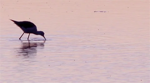 Black-winged Stilt, Common Stilt, (Himantopus himantopus) in Ria Formosa E Stock Footage 27143876