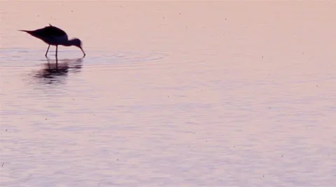 Black-winged Stilt, Common Stilt, (Himantopus himantopus) in Ria Formosa F Stock Footage 27144454