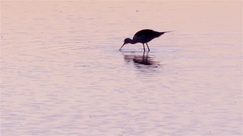 Black-winged Stilt, Common Stilt, (Himantopus himantopus) in Ria Formosa G Stock Footage 27144833