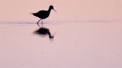 Black-winged Stilt, Common Stilt, (Himantopus himantopus) in Ria Formosa J Stock Footage 27145806