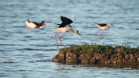 Black-winged stilt / Echasse blanche / Himantopus himantopus 01 Stock Footage 39715808