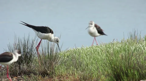 Black-winged stilt / Echasse blanche / Himantopus himantopus 02 Stock Footage 39719386