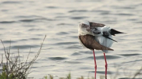 Black-winged stilt / Echasse blanche / Himantopus himantopus 03 Stock Footage 39719462