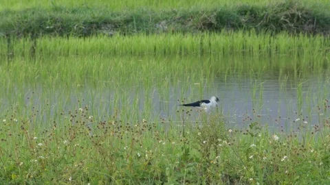 Black-winged stilt flying away Stock Footage 73757077