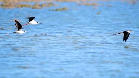 Black-winged stilt flying over water Video stock 260737395