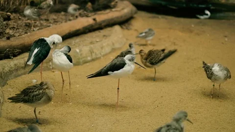 Black-winged stilt Stock Footage 96418245