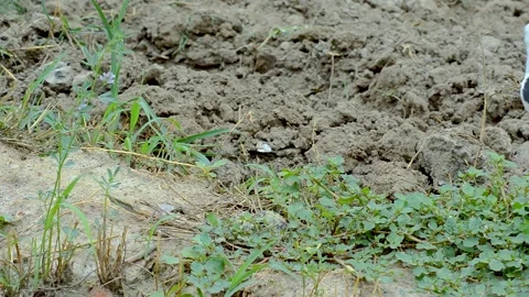 Black winged stilt  스톡 동영상 156227199