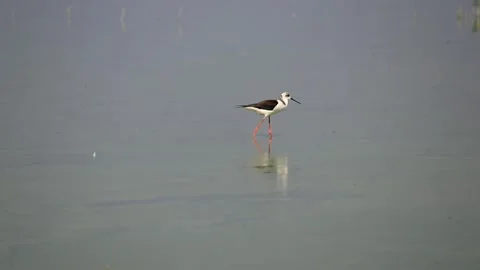 Black Winged Stilt Stock Footage 171132438