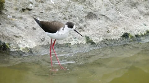 Black-winged Stilt Foraging by Rocky Shoreline Stock Footage 301072913