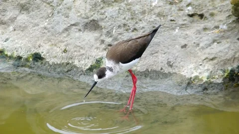 Black-winged Stilt Foraging in Shallow Water Near Rocky Shore Stock Footage 301075005