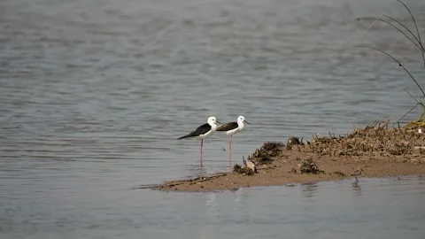 Black-winged Stilt Foraging in Shallow Wetland Waters of Gujarat India 03 Stock Footage 337881747