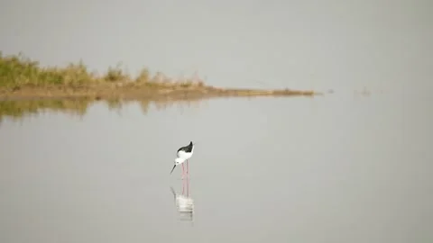 Black-winged Stilt Foraging in Shallow Wetland Waters of Gujarat India 01 Stock Footage 337881930