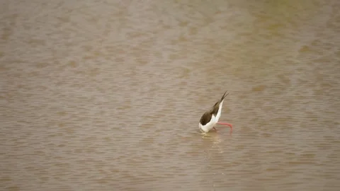 Black-winged Stilt Foraging in Shallow Wetland Waters of Gujarat India 02 Stock Footage 337882010
