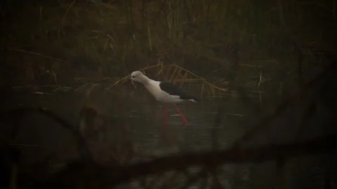Black-winged Stilt Foraging in Shallow Wetland Waters of Gujarat India 04 Stock Footage 339884387