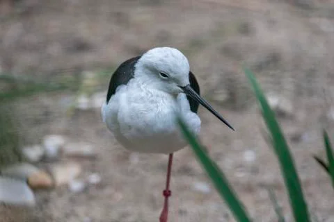 Black-winged stilt have long pink legs, a long thin black bill Stock Photos