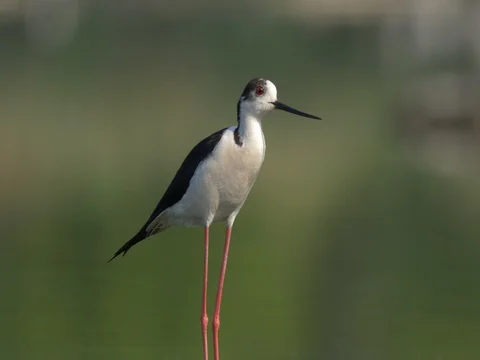Black-winged stilt (Himantopus himantopus) - ungraded footage Stock-Footage 80915519