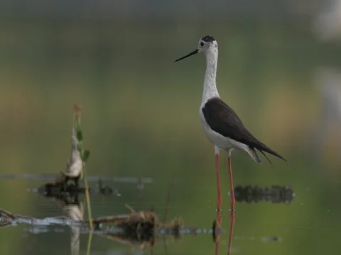 Black-winged stilt (Himantopus himantopus) - ungraded footage Stock-Footage 80915584