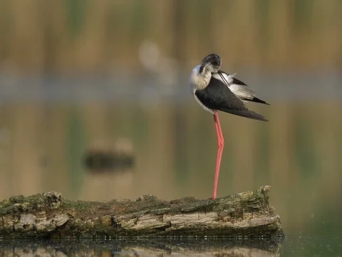 Black-winged stilt (Himantopus himantopus) - ungraded footage Vídeo Stock 80915649