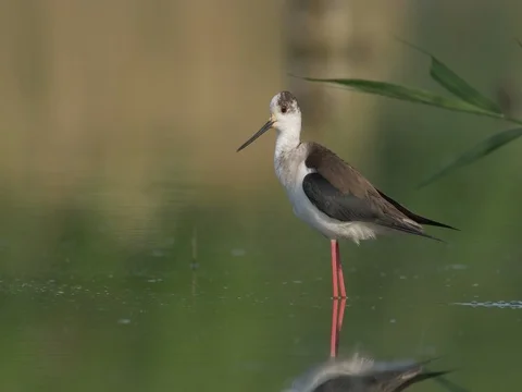 Black-winged stilt (Himantopus himantopus) - ungraded footage Vídeos de archivo 80916091