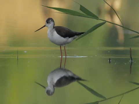 Black-winged stilt (Himantopus himantopus) - ungraded footage Vídeos de archivo 80917792