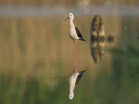 Black-winged stilt (Himantopus himantopus) - ungraded footage Stock-Footage 80918691