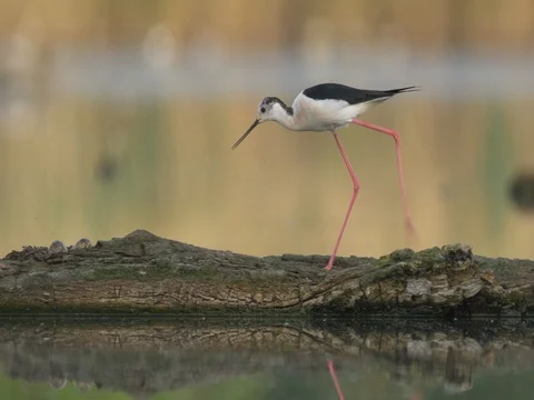 Black-winged stilt (Himantopus himantopus) - ungraded footage 스톡 동영상 80918761