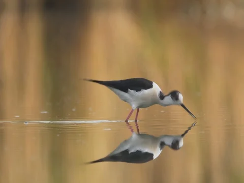 Black-winged stilt (Himantopus himantopus) - ungraded footage Vídeos de archivo 80937592