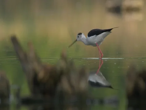 Black-winged stilt (Himantopus himantopus) - ungraded footage 스톡 동영상 80937675