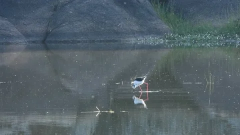 Black-winged stilt, Himantopus himantopus, Spain Stockbeeldmateriaal 234358917