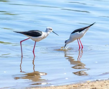 Black-winged stilt, Himantopus himantopus. Two birds looking for prey in th.. Stock Photos