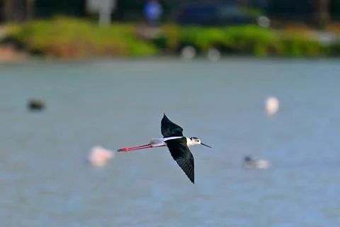 Black-winged stilt, Himantopus himantopus, in flight Fotos de archivo