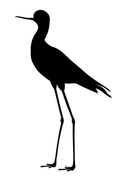 Black winged stilt Stock Illustration