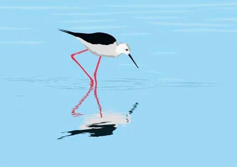 Black-winged stilt イラスト素材