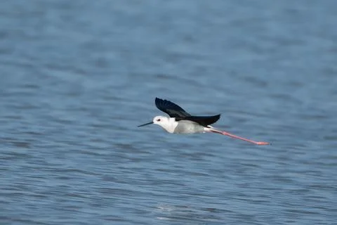 Black-winged stilt or Himantopus himantopus at desert national park, Rajastha Stock Photos