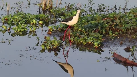 Black winged stilt or pied stilt bird walking on shallow water body or lake.. Video stock 241821117