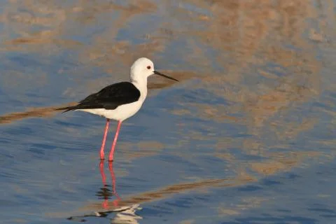 Black winged stilt Stock Photos