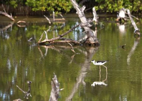Black-winged Stilt Stock Photos